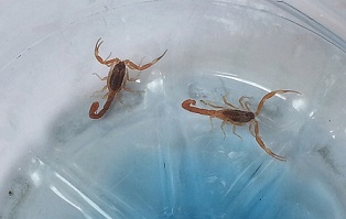 Se registran 40 picaduras de alacranes por día en Córdoba