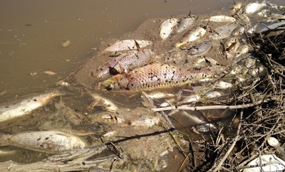 MORTANDAD DE PECES EN INRIVILLE