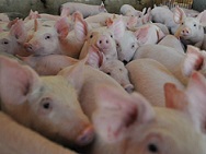 Detectan 36 casos de triquinosis en Córdoba