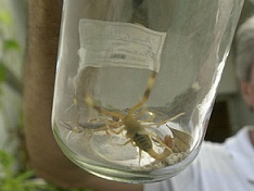 Alacranes: 30% de las picaduras son graves