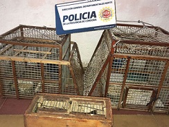 Llevaba cuatro reinas mora en un Renault 12