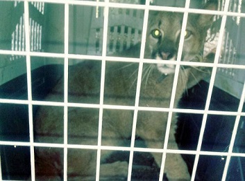 Rescataron a un puma en cautiverio en Villa María