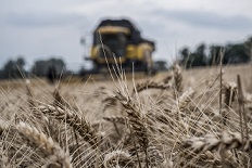 El trigo perdió 1% del área sembrada en Córdoba