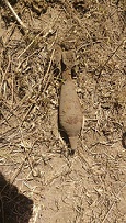 Llamó al 101: “Encontré una bomba”
