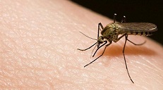 Cinco nuevos casos de dengue en Córdoba