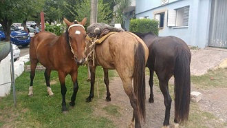 Robaron dos caballos y huyeron a puro galope: fueron detenidos
