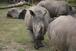En Venezuela investigan si roban animales de un zoológico para comerlos