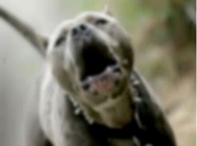 Dos pitbull mataron a un hombre en la ciudad de Caleta Olivia