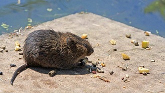 Murió un niño al comer galletitas con veneno para ratas