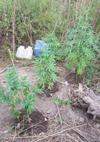 Bell Ville: Secuestro de Plantas Cannabis Sativa