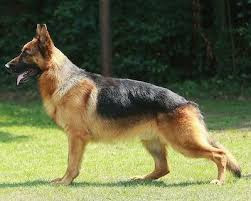 Niña de 3 años mordida por un perro en Inriville